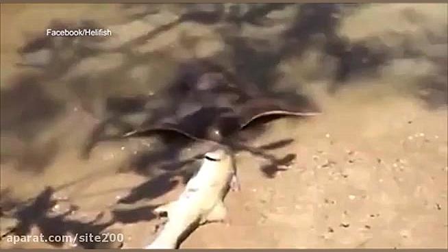 دزدی سفره ماهی از ماهیگیر