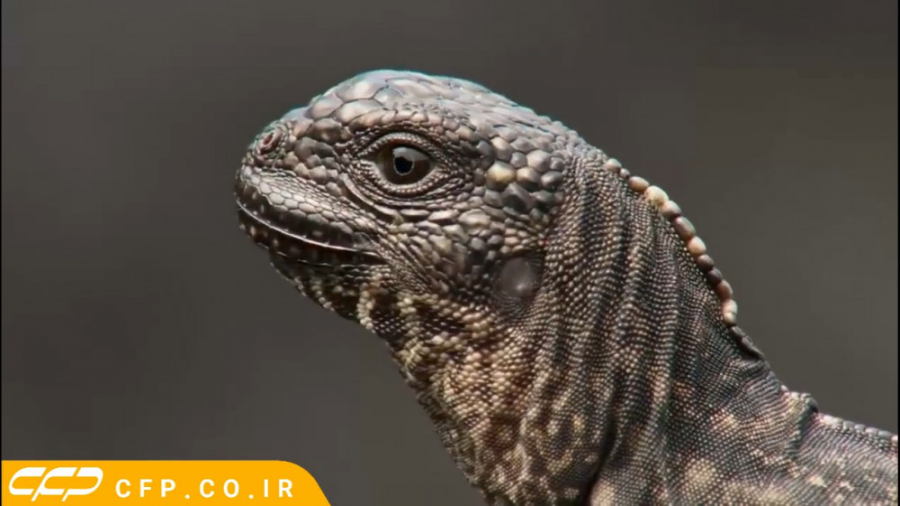 حیات وحش فوق العاده: جدال مرگ...