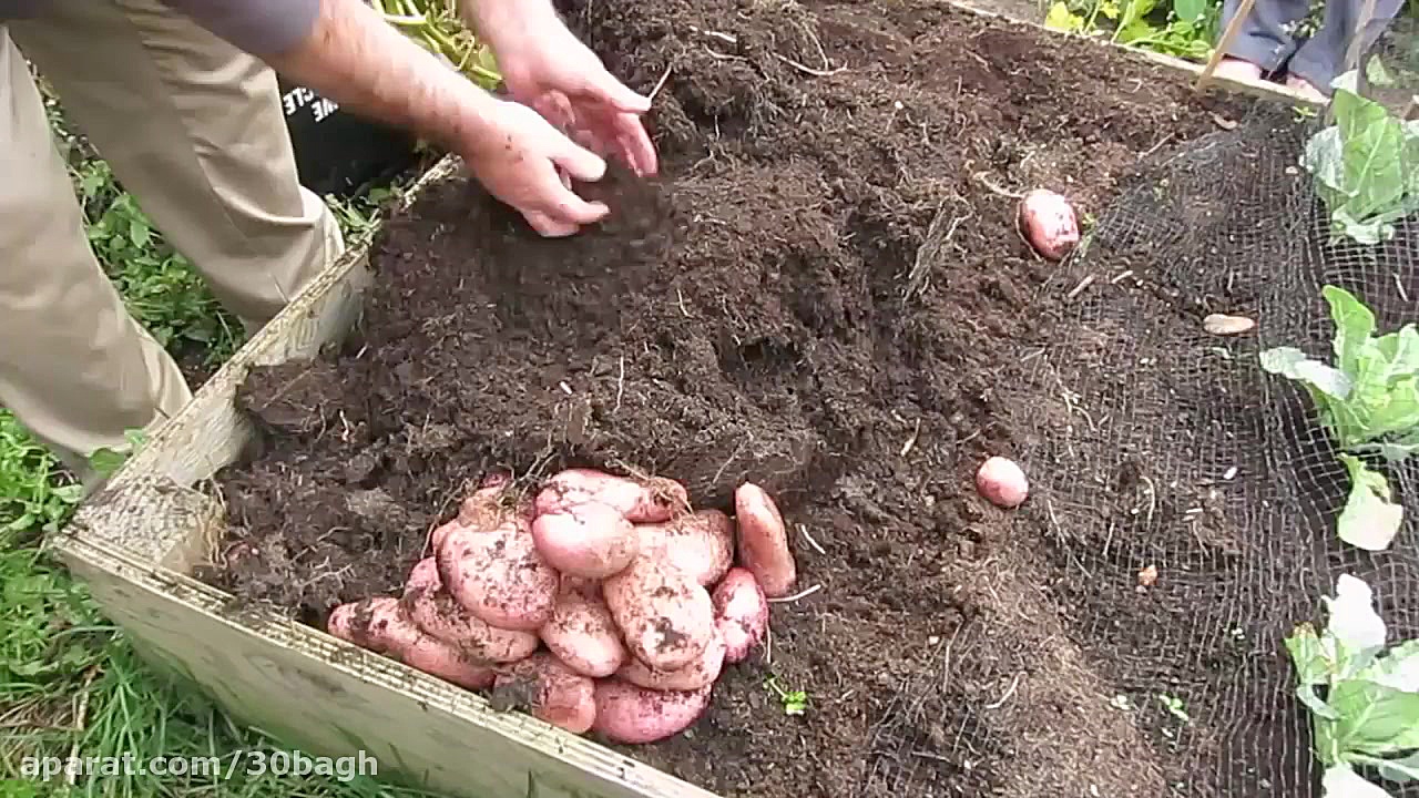 طلا بکاریم!  برداشت سیب زمینی...