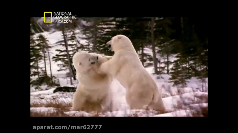 مستند خرس های درنده  نشنال جئو...