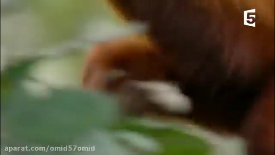 مستند حیات وحش حمله عقاب به طع...