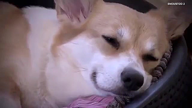 دوستی سگ با بچه&zwnj;گربه بعد...