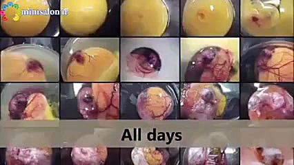 مراحل تبدیل تخم نطفه دار مرغ ب...