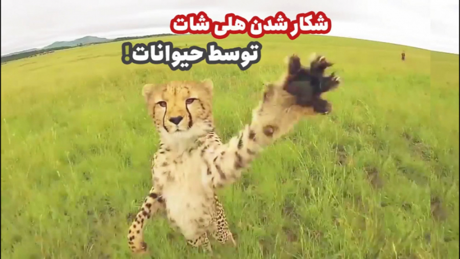 شکار هلی شات توسط حیوانات! | آ...
