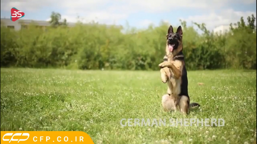 حیات وحش دیدنی: سگ آموزش دیده...