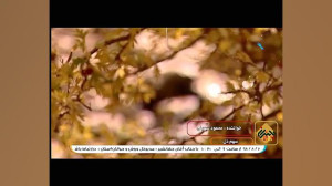آهنگ شاد "سهم دل" از...