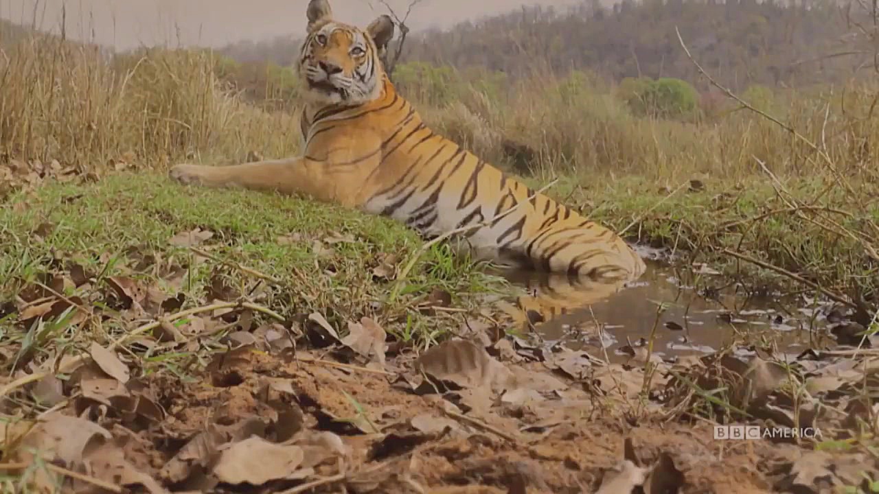 حمله ببر به طاووس بسیار زیبا