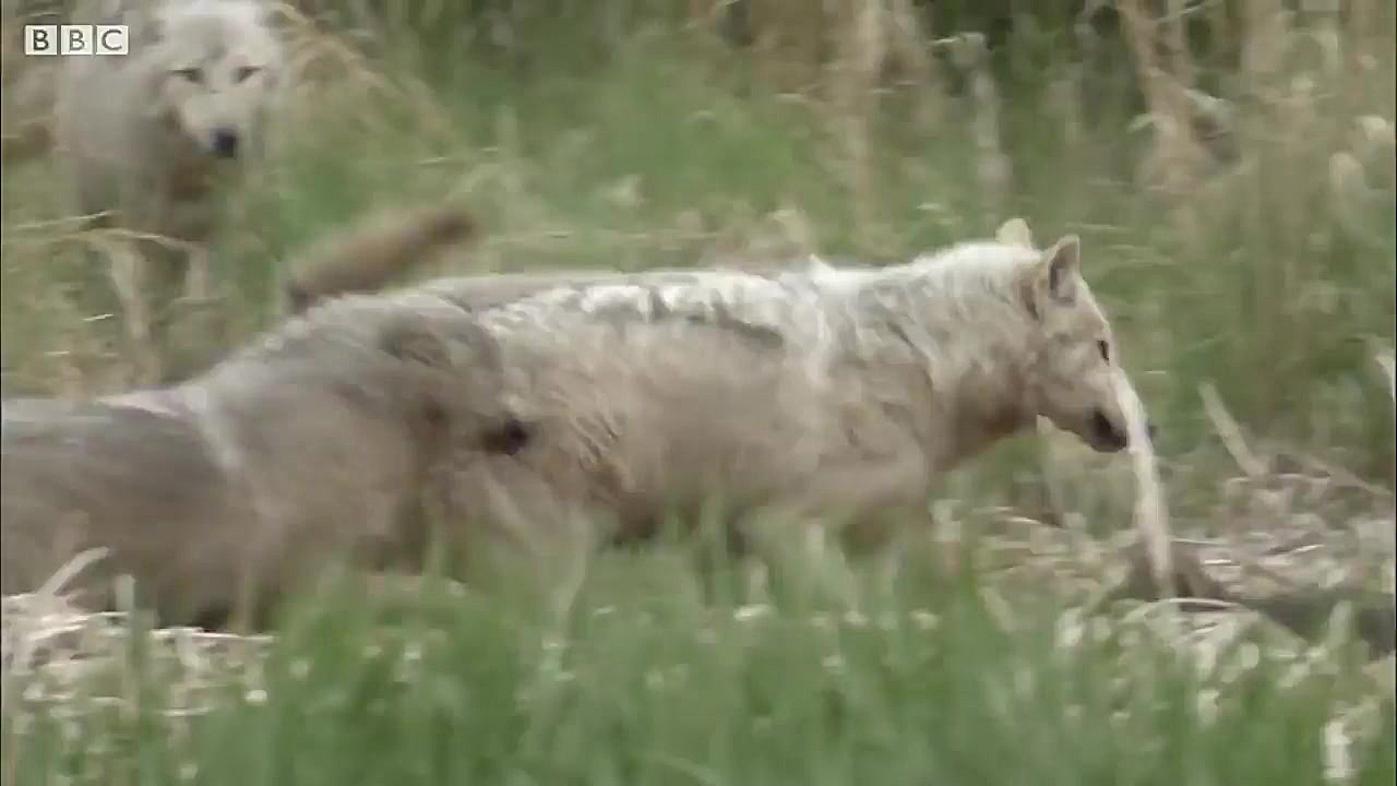 حمله گله ی گرگها به خرس گرسنه...