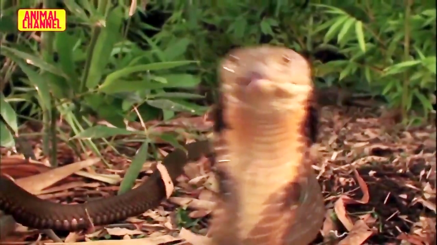 حیات وحش، مارهای بی رحم از کبر...