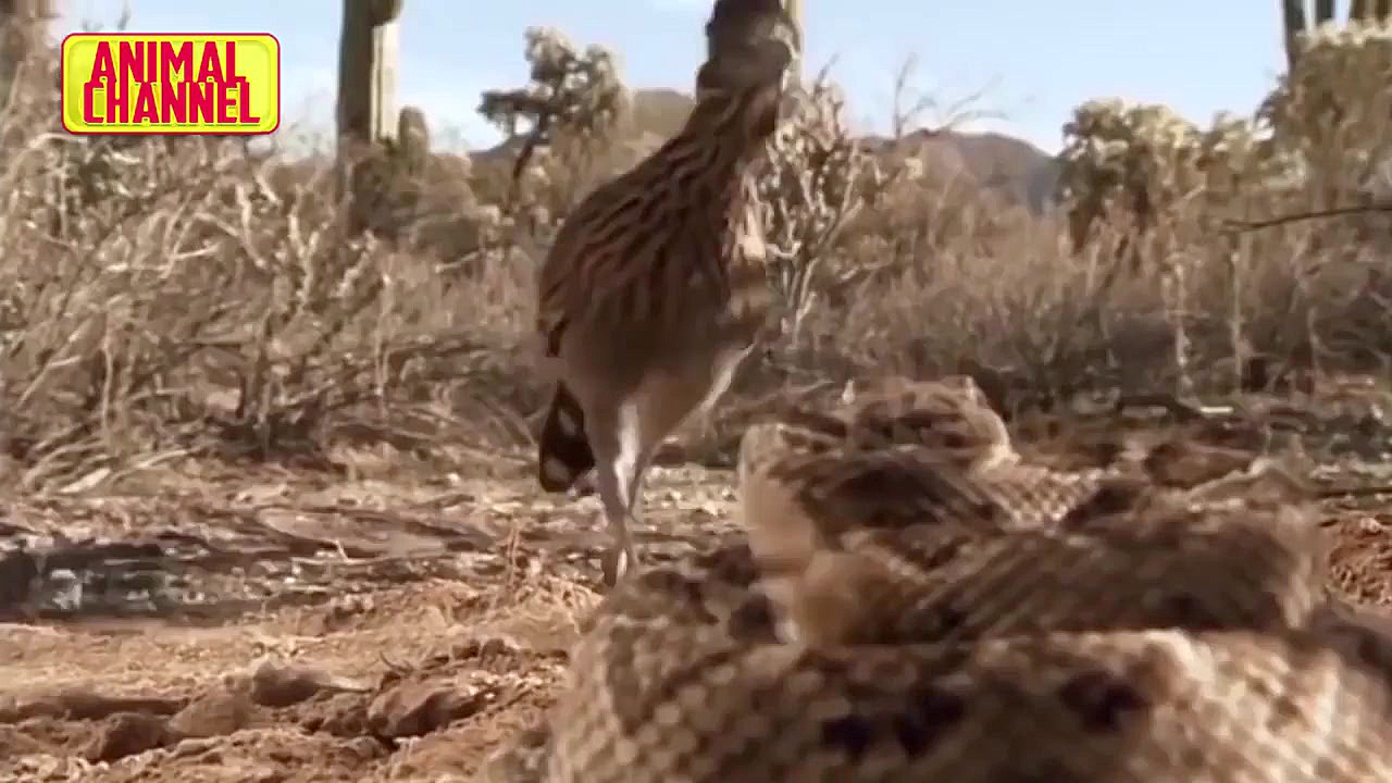 حیات وحش، مارهای بی رحم از کبر...