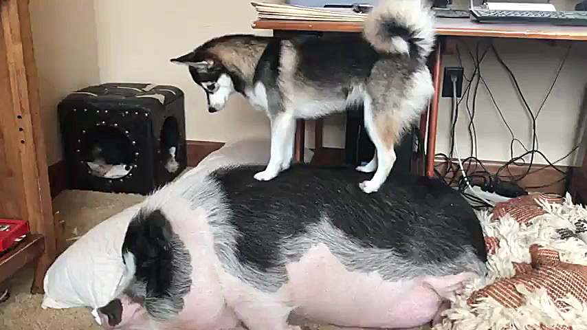 تلاش سگ هاسکی برای بیدار کردن...