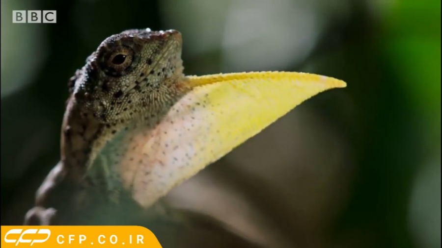 حیات وحش فوق العاده: مارمولک پ...