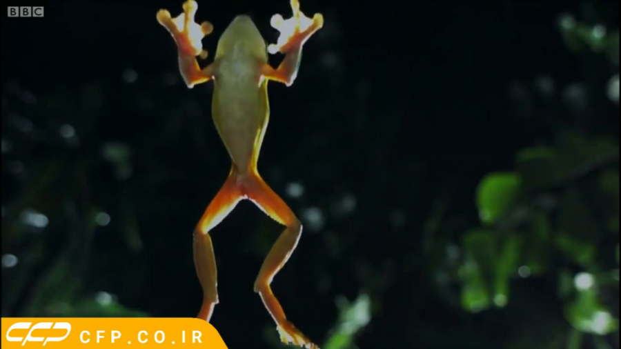 حیات وحش شگفت انگیز: قورباغه پ...