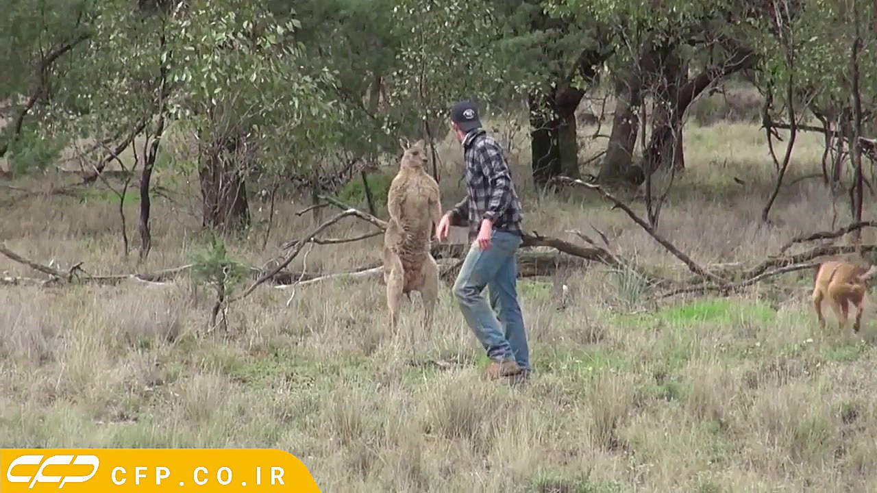 حیات وحش خنده دار: دعوای کانگو...