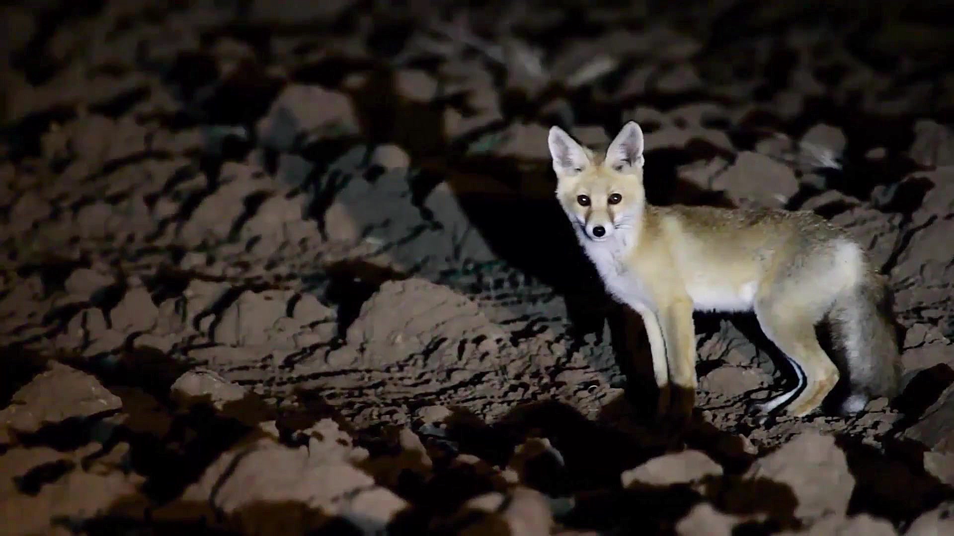 موش کانگورو