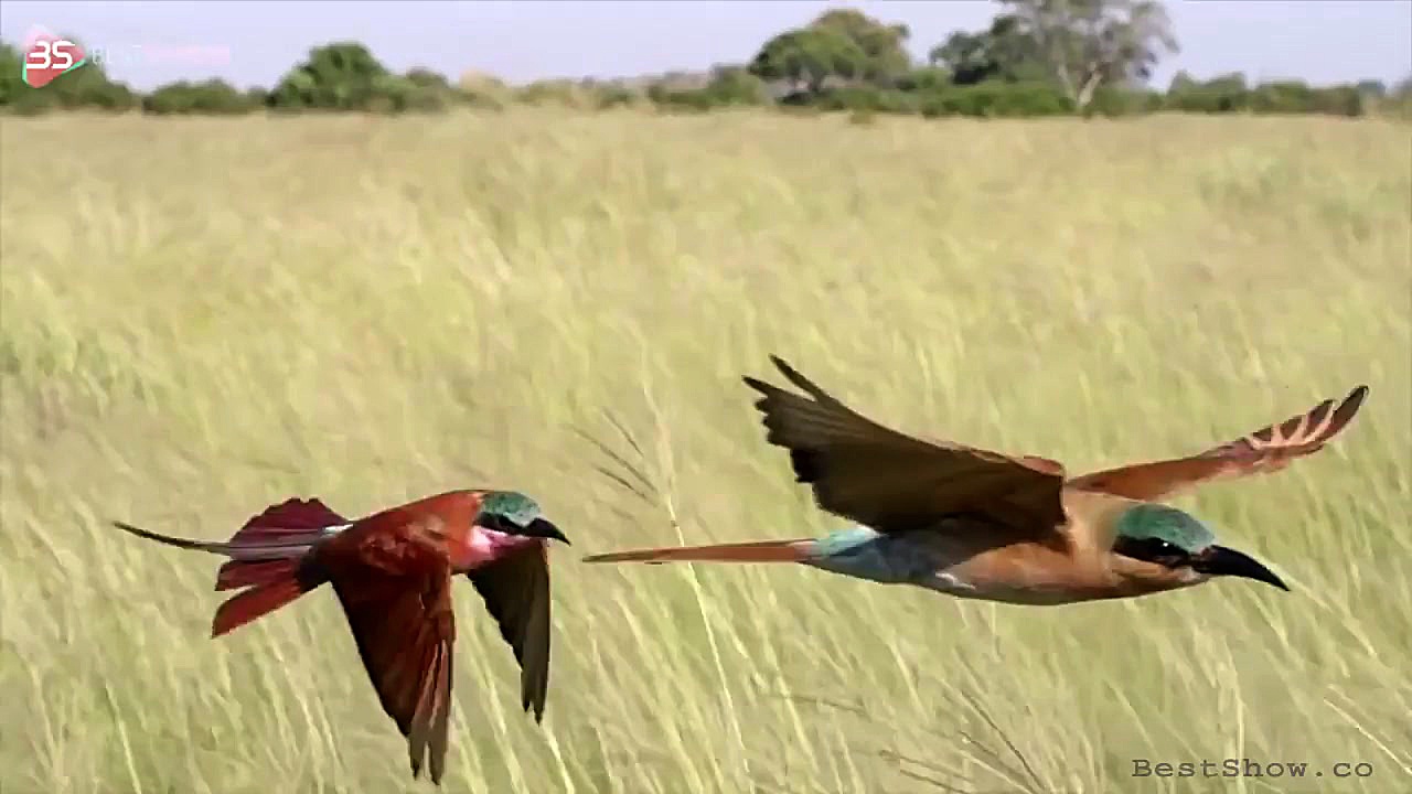 نمایی متفاوت از حیات وحش