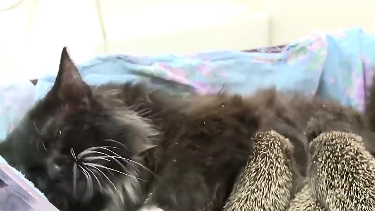 یک گربه هشت خارپشت یتیم را پذی...