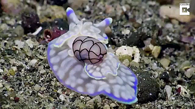 حلزون دریایی زیبا