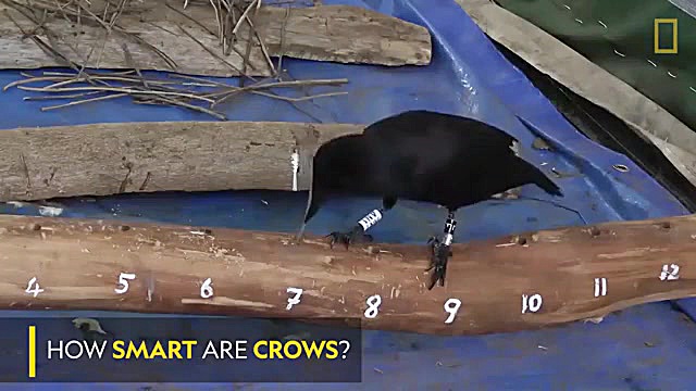 مستند حیات وحش کلاغ باهوش و زی...