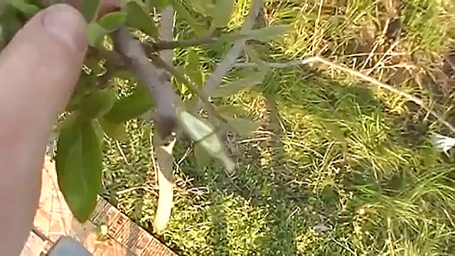 سرشاخه کاری توسط پیوند نیمانیم...