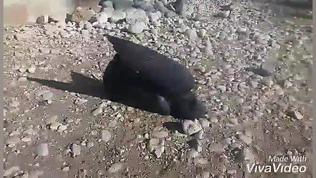 صحنه شکار کبوتر خانگی