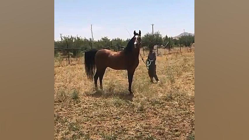 سیلمی دره شوری