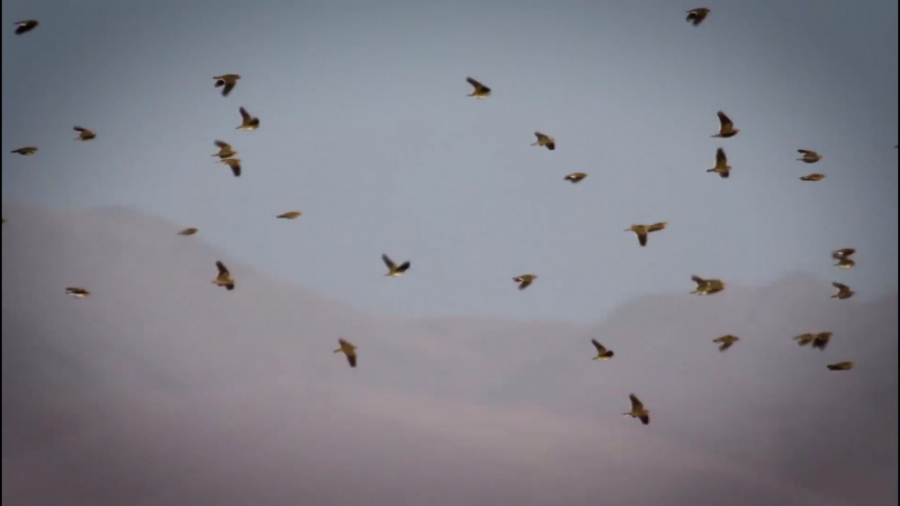 پرندگان مهاجر  حیات وحش ایران