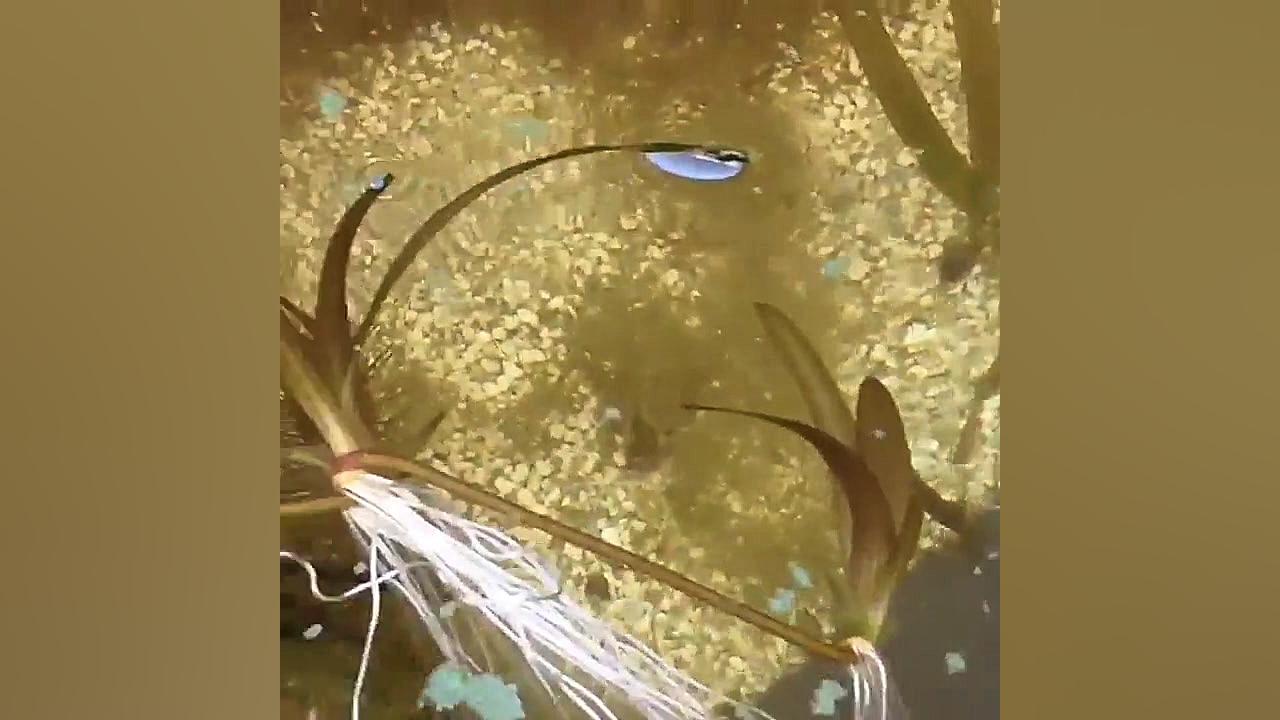 گورماهی سوفیا: Esmaeilius soph...