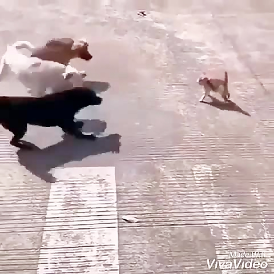 اعتلاف امریکا اسرائیل و عربستا...