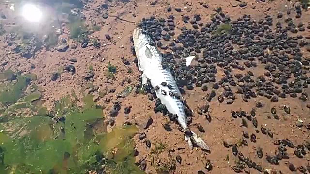 هجوم ارتش حلزون ها به جسد ماهی