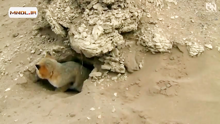 حیات وحش ایران با دوبله فارسی