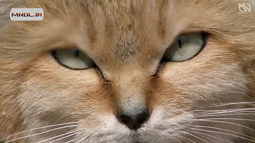 حیات وحش ایران با دوبله فارسی