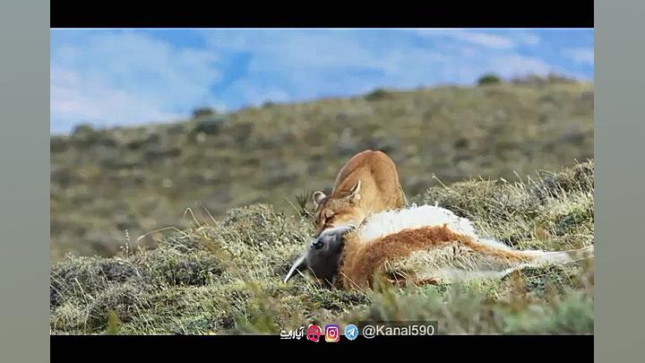 سریال مستند هفت دنیا یک سیاره...