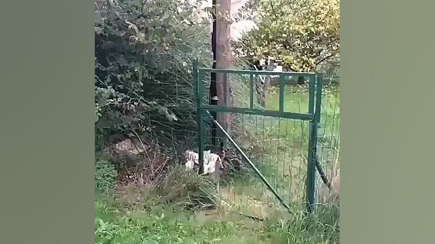 گربه عروسک باز