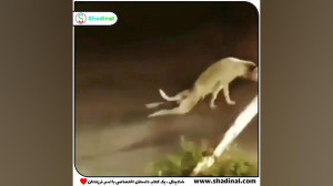 سگ بیچاره DDD: