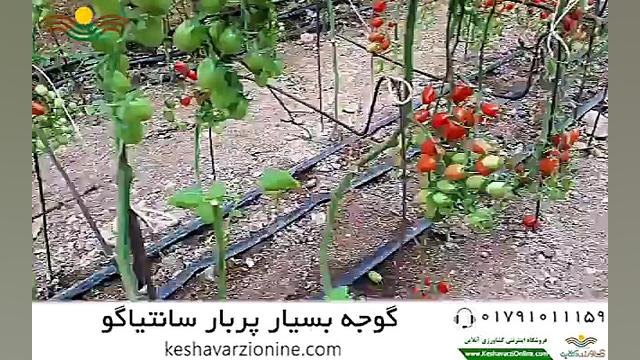 گوجه بسیار پربار سانتیاگو