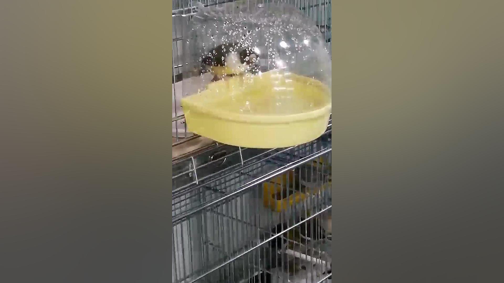 آب بازی گلدین