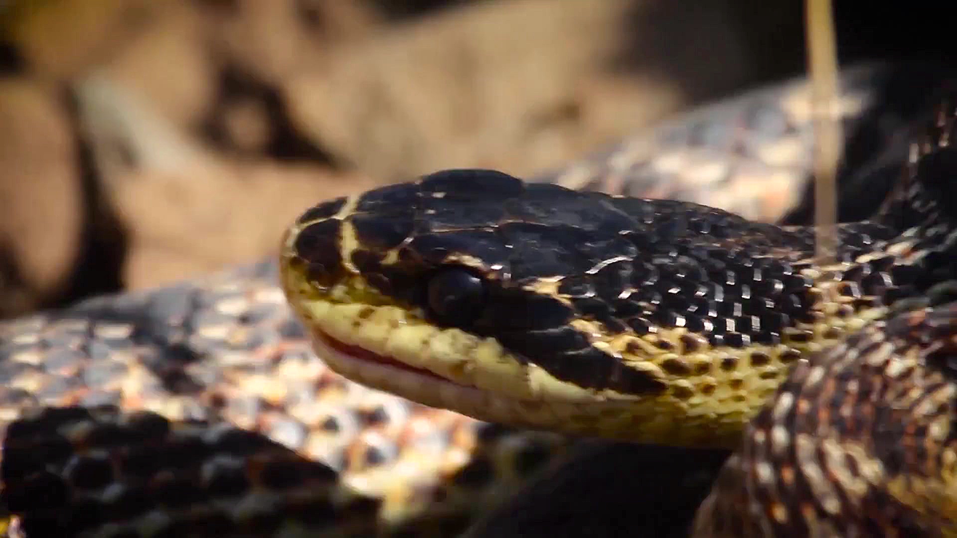 گوند مار ایرانی با صدای داوود...