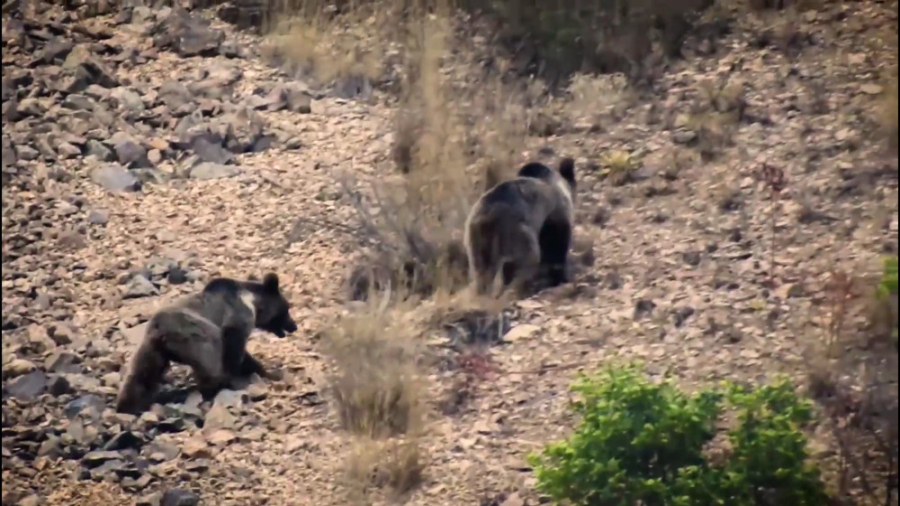 خرس قهوه ای  حیات وحش ایران