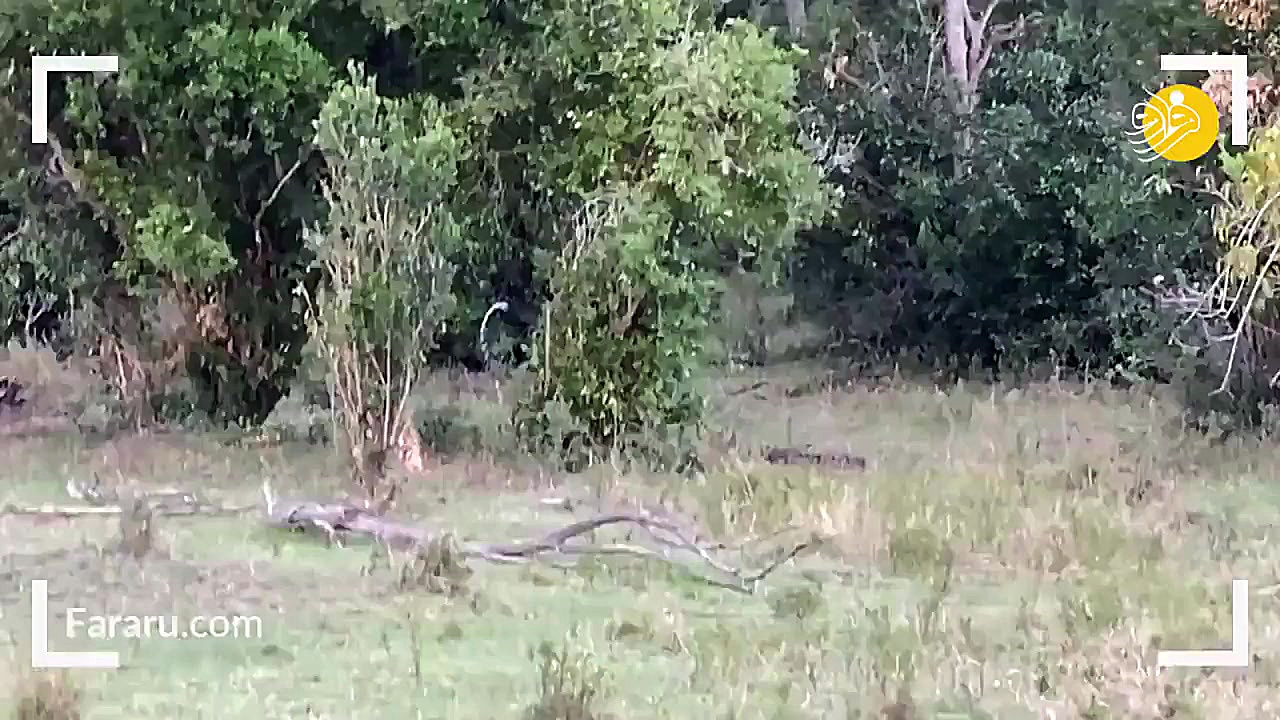 نبرد سهمگین پلنگ و مار پیتون غ...