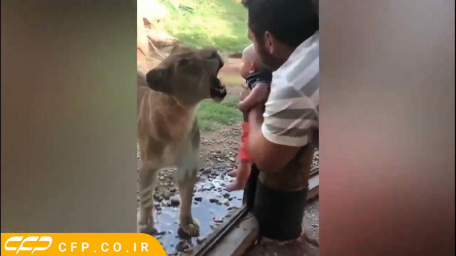 حیات وحش: حمله وحشیانه حیوانات...