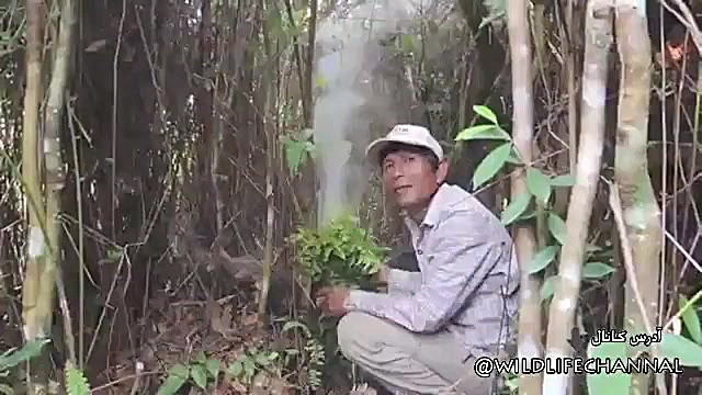 برداشت عسل فول طبیعی در جنگلها...