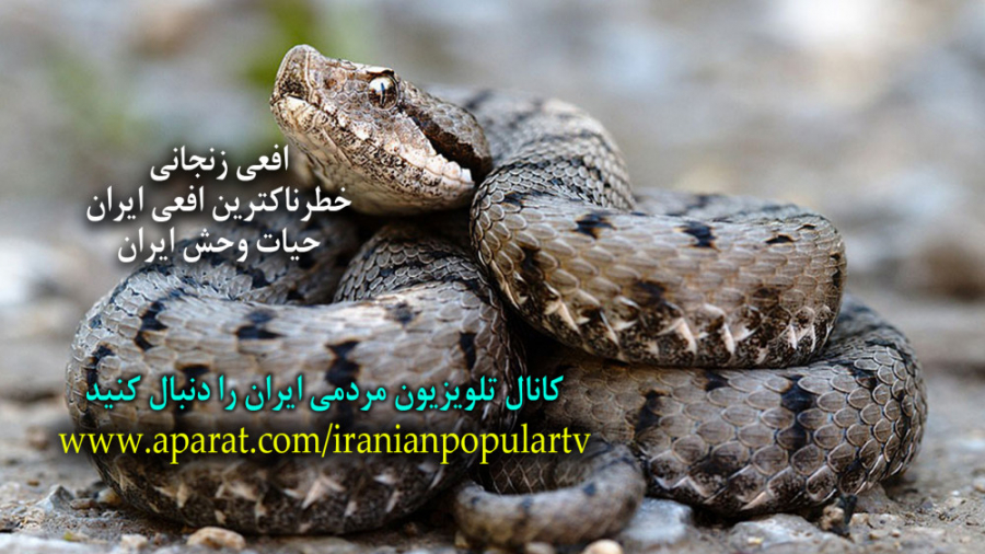 خطرناکترین افعی ایران