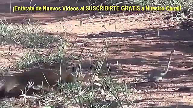 مبارزه مار زهردار مقابل خدنگ