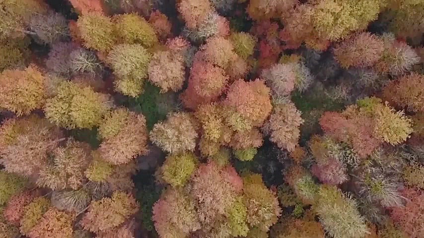 جنگل&zwnj;های هیرکانی