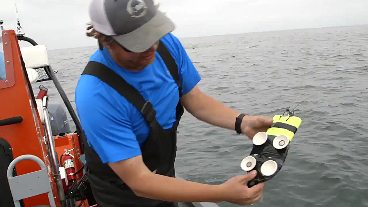 ثبت ضربان قلب نهنگ