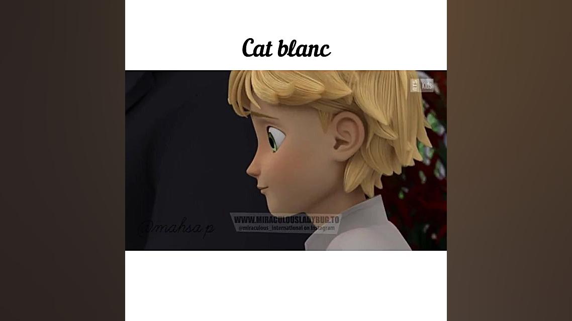 cat blanc