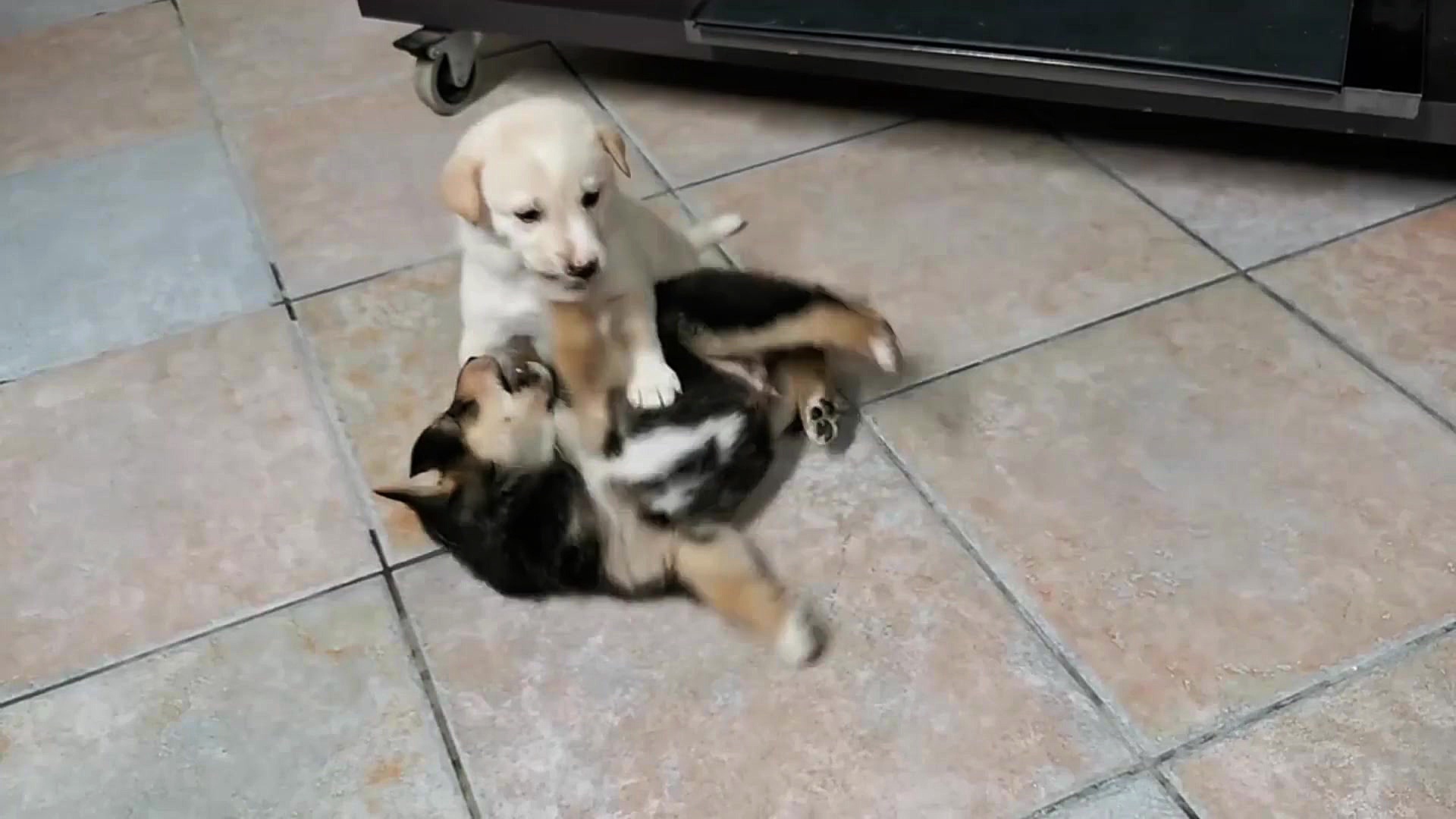 سگ نژاد کنعان