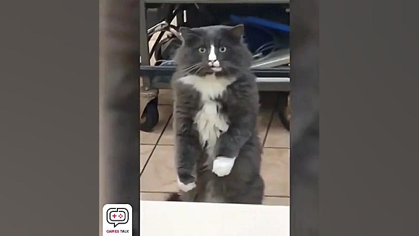 گربه وحشت زده خخخخ