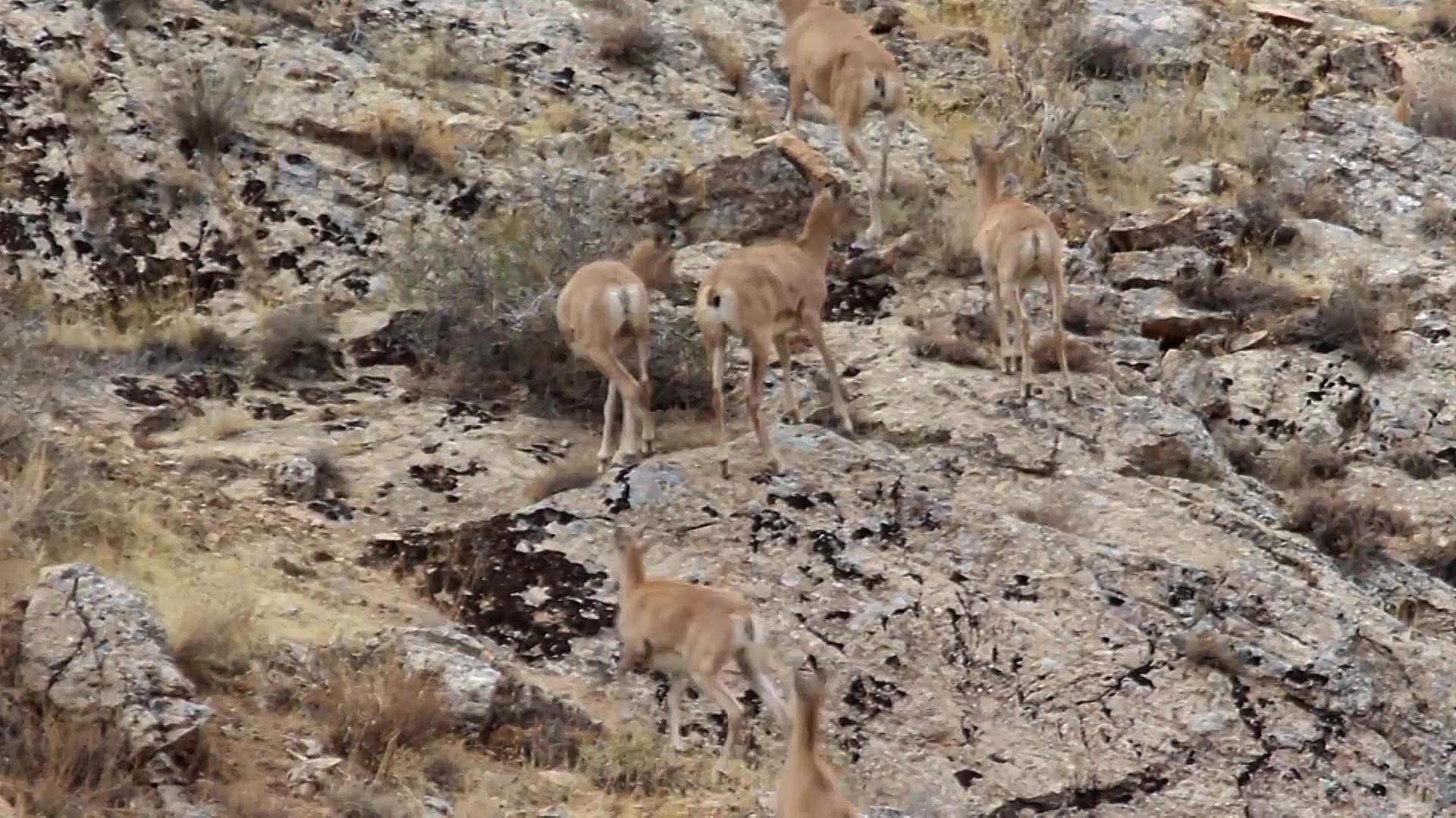 قوچ ارمنی و پازن (2) حیات وحش...